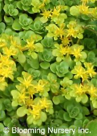 Sedum makinoi